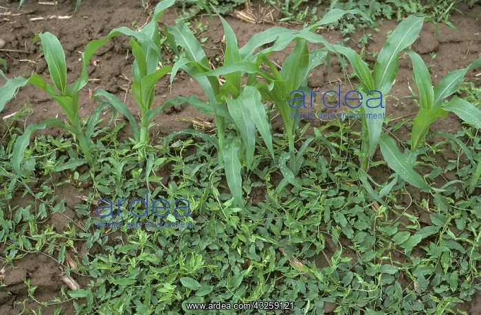 : Field Bindweed (Convolvulus arvensis) : Field Bindweed (Convolvulus arvensis)