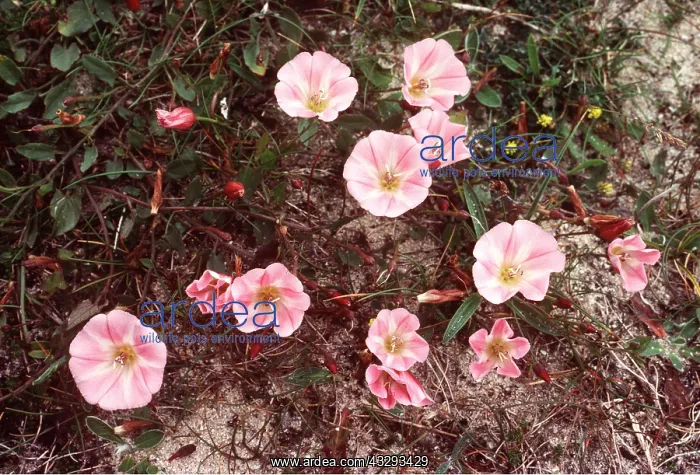 : FIELD BINDWEED - in flower : FIELD BINDWEED - in flower