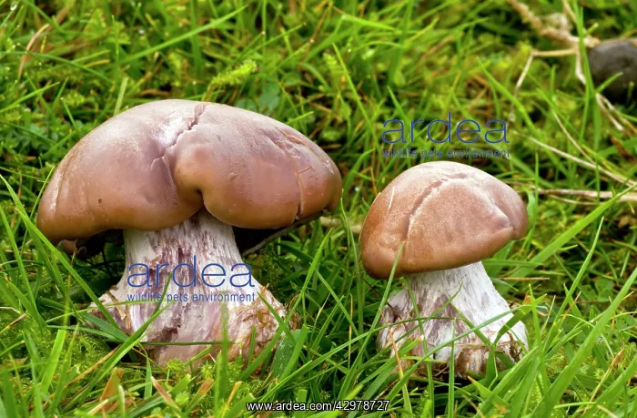 : Field Blewitt - in acid grassland : Field Blewitt - in acid grassland