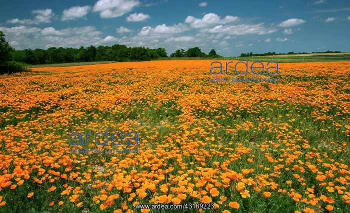 : Field of blooming California poppy (Eschscholzia : Field of blooming California poppy (Eschscholzia