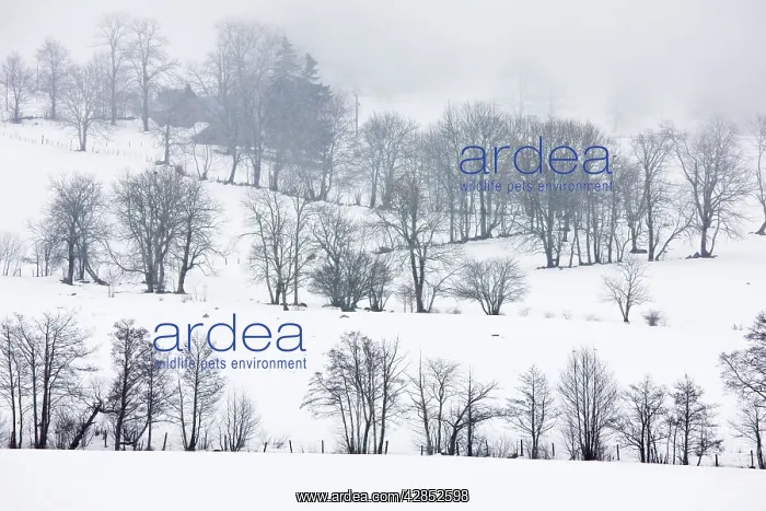 : Field boundaries with trees in midwinter snow : Field boundaries with trees in midwinter snow