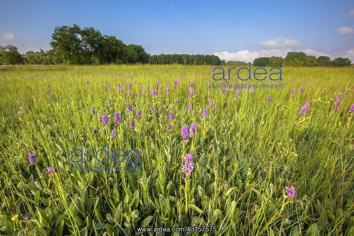 : Field of Broad-Leaved Marsh Orchid : Field of Broad-Leaved Marsh Orchid