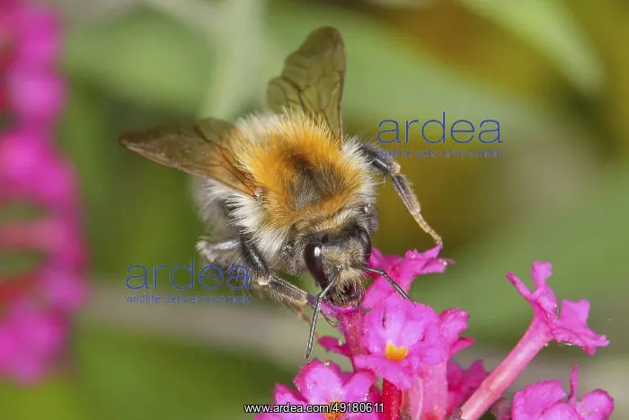 : Field bumblebee (Bombus pascuorum) : Field bumblebee (Bombus pascuorum)