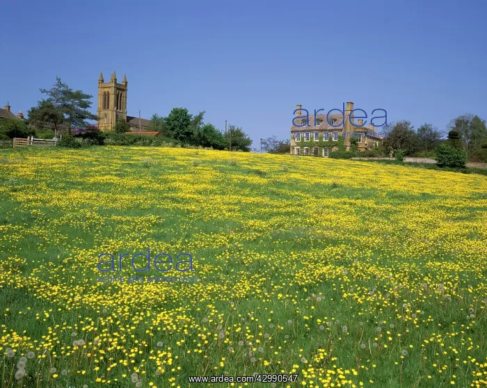 : A field of buttercups on a spring day in the cotswolds at Br : A field of buttercups on a spring day in the cotswolds at Br