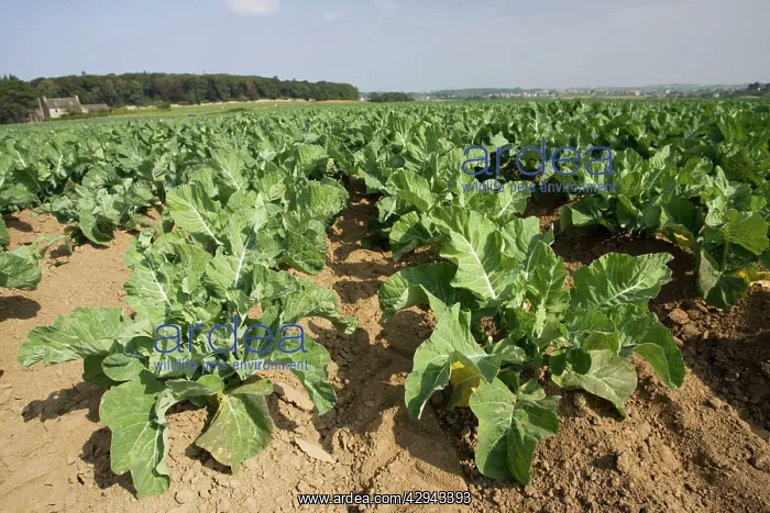 : Field of cabbages : Field of cabbages