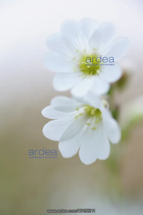 : Field Chickweed : Field Chickweed