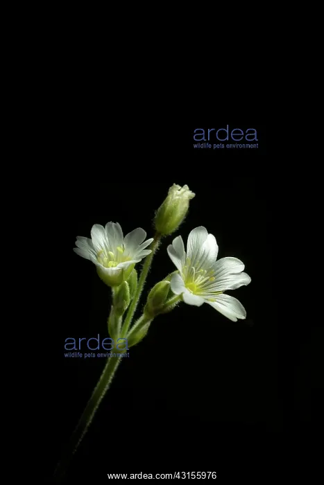 : Field Chickweed : Field Chickweed
