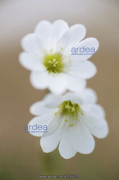 : Field Chickweed : Field Chickweed