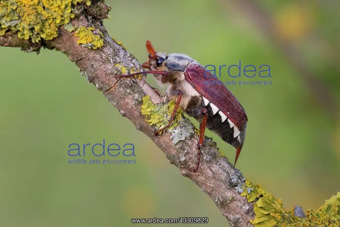 : Field cockchafer (Melolontha melolontha) on branch : Field cockchafer (Melolontha melolontha) on branch