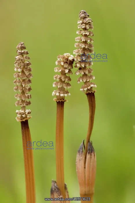 : Field / Common Horsetail - with fertile cones in spring : Field / Common Horsetail - with fertile cones in spring