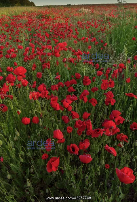 : Field full of Common Poppies, Papaver rhoeas, in : Field full of Common Poppies, Papaver rhoeas, in