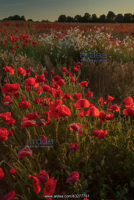 : Field full of Common Poppies, Papaver rhoeas, with : Field full of Common Poppies, Papaver rhoeas, with