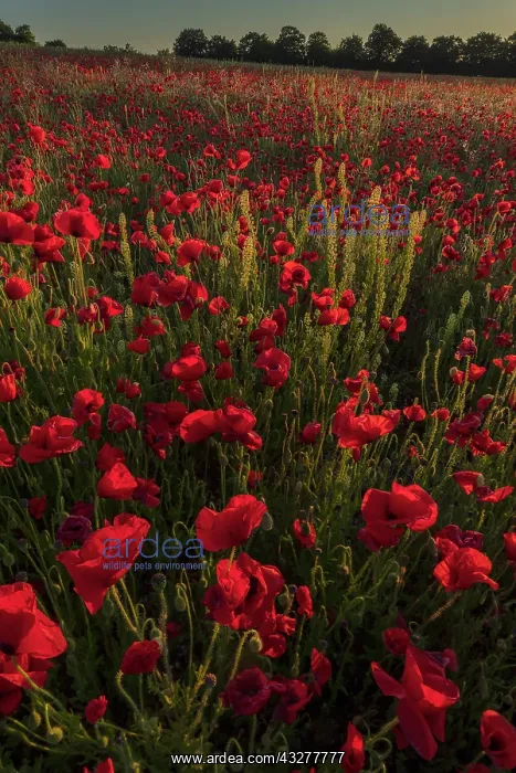 : Field full of Common Poppies, Papaver rhoeas with : Field full of Common Poppies, Papaver rhoeas with