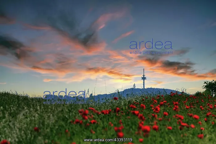 : Field of corn poppies with view of the telecommu : Field of corn poppies with view of the telecommu