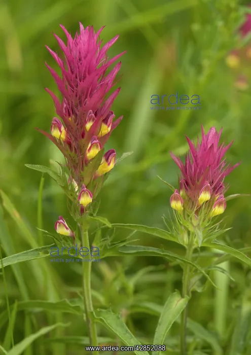 : Field cow-wheat : Field cow-wheat