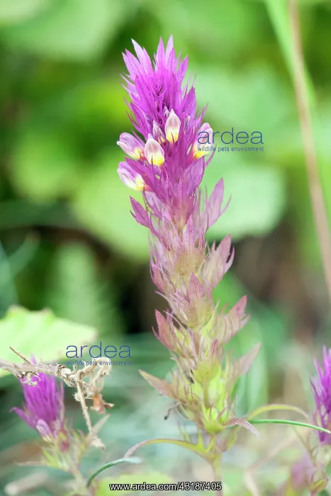  : Field Cow-Wheat