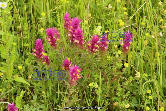 : Field Cow-wheat - in grassland above Mihai Viteazu : Field Cow-wheat - in grassland above Mihai Viteazu