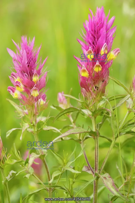 : Field cow-wheat - very rare in UK : Field cow-wheat - very rare in UK