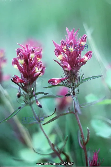 : FIELD COWWHEAT - pink flowers : FIELD COWWHEAT - pink flowers