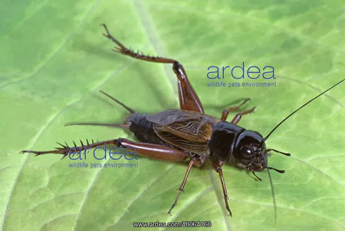 : Field Cricket : Field Cricket