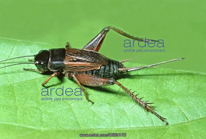: Field Cricket : Field Cricket
