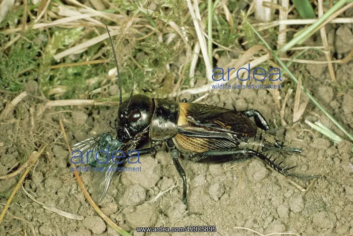 : Field CRICKET - eating Fly : Field CRICKET - eating Fly