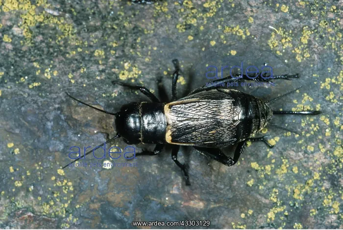 : FIELD CRICKET - female : FIELD CRICKET - female