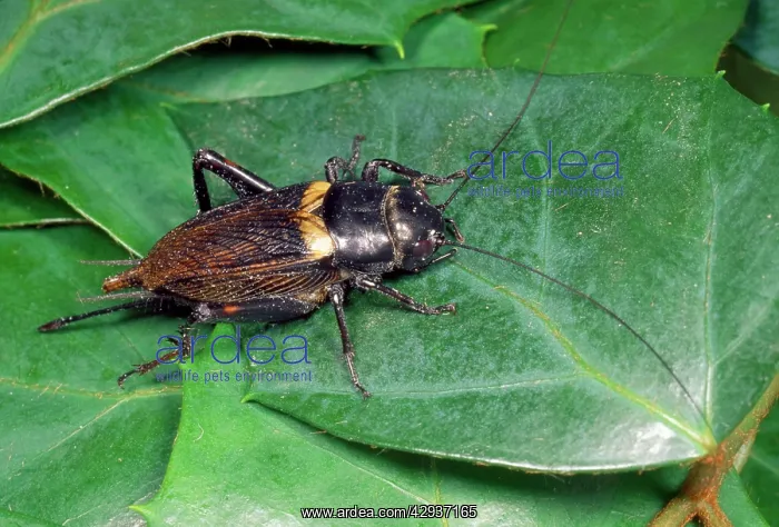 : Field Cricket - on leaf : Field Cricket - on leaf