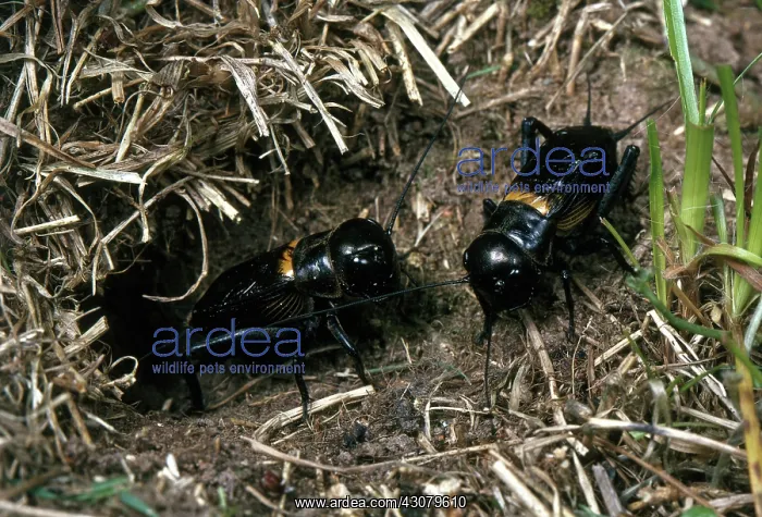 : Field Crickets : Field Crickets