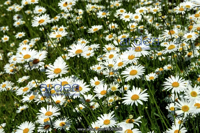: Field of daisies, close-up : Field of daisies, close-up