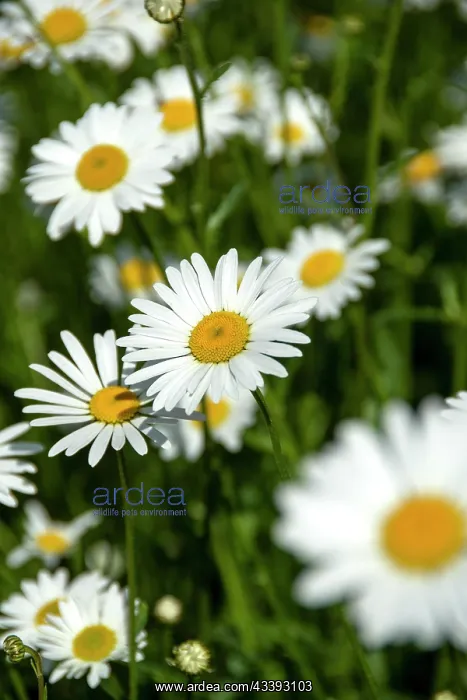 : Field of daisies, close-up : Field of daisies, close-up