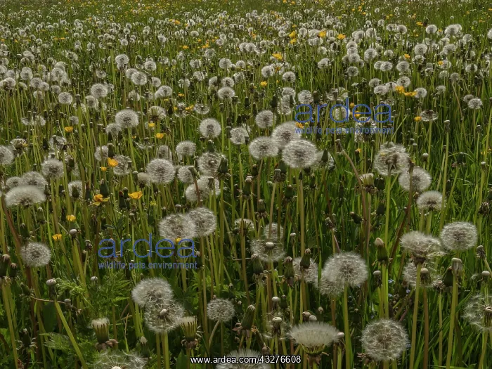 : Field full of Dandelions in seed, in the Vercors : Field full of Dandelions in seed, in the Vercors