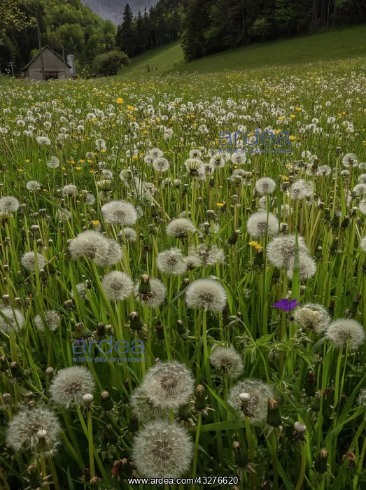 : Field full of Dandelions in seed, in the Vercors : Field full of Dandelions in seed, in the Vercors