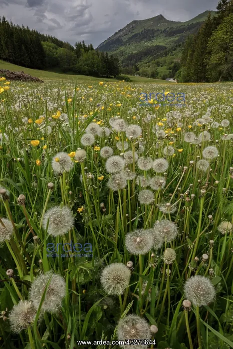 : Field full of Dandelions in seed, in the Vercors : Field full of Dandelions in seed, in the Vercors