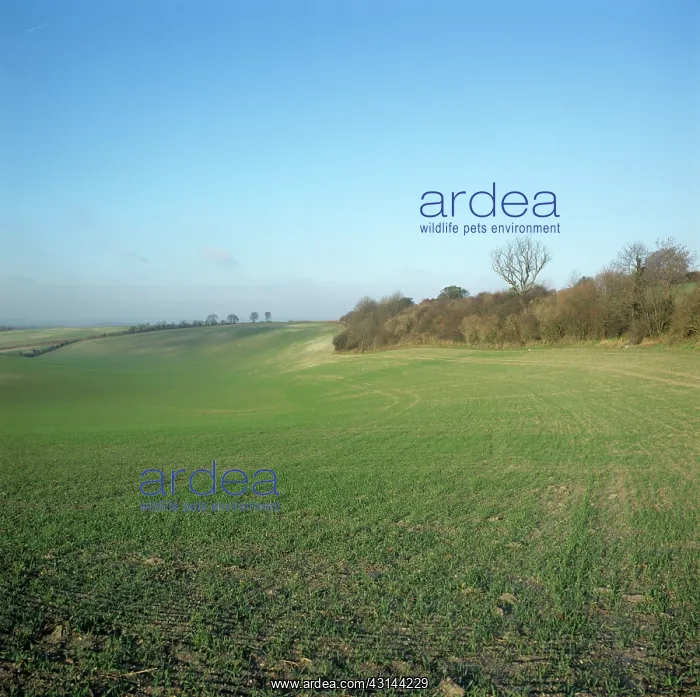  : Field in December