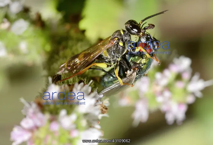 : Field digger wasp (Mellinus arvensis) capturing : Field digger wasp (Mellinus arvensis) capturing