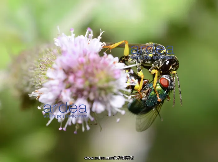 : Field digger wasp (Mellinus arvensis) capturing : Field digger wasp (Mellinus arvensis) capturing