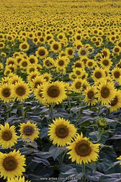 : Field of domestic sunflowers : Field of domestic sunflowers