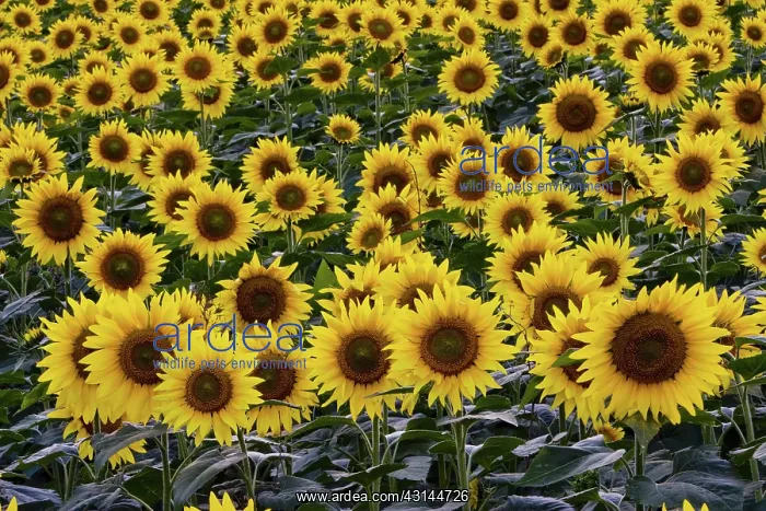 : Field of domestic sunflowers : Field of domestic sunflowers