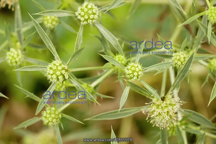 : Field Eryngo - in flower : Field Eryngo - in flower