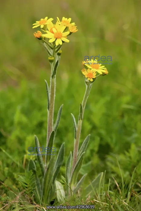 : Field Fleawort - on chalk downland : Field Fleawort - on chalk downland