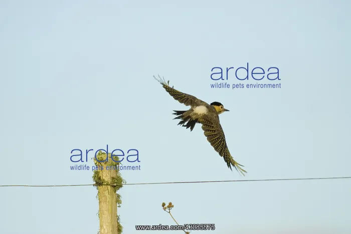 : Field Flicker : Field Flicker