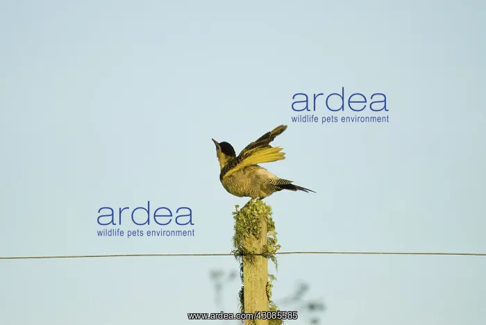 : Field Flicker : Field Flicker