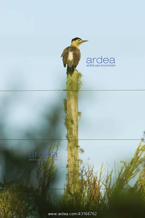 : Field Flicker : Field Flicker
