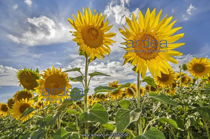 : Field with flowering common sunflowers (Helianthus : Field with flowering common sunflowers (Helianthus