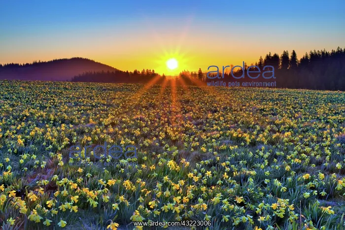 : Field with flowering daffodils (Narcissus), Daffodils : Field with flowering daffodils (Narcissus), Daffodils