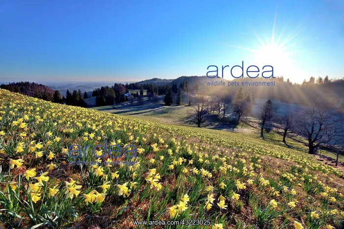 : Field with flowering daffodils (Narcissus), Daffodils : Field with flowering daffodils (Narcissus), Daffodils