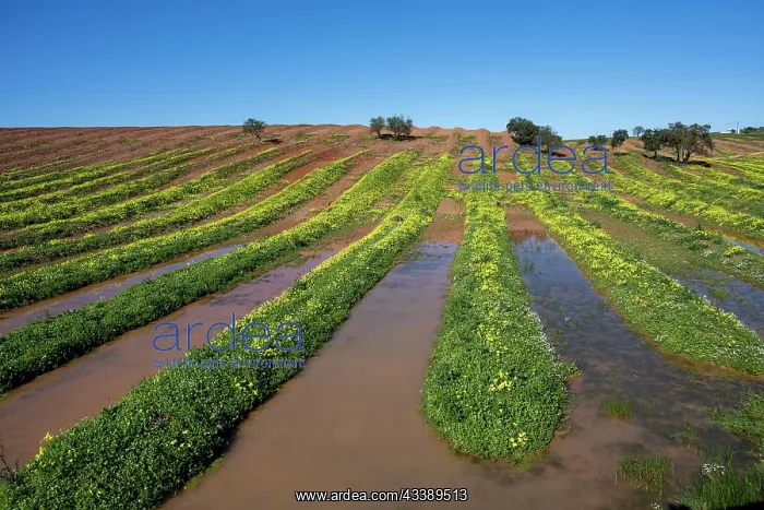 : Field with flowering wood sorrel, Algarve, Portugal : Field with flowering wood sorrel, Algarve, Portugal