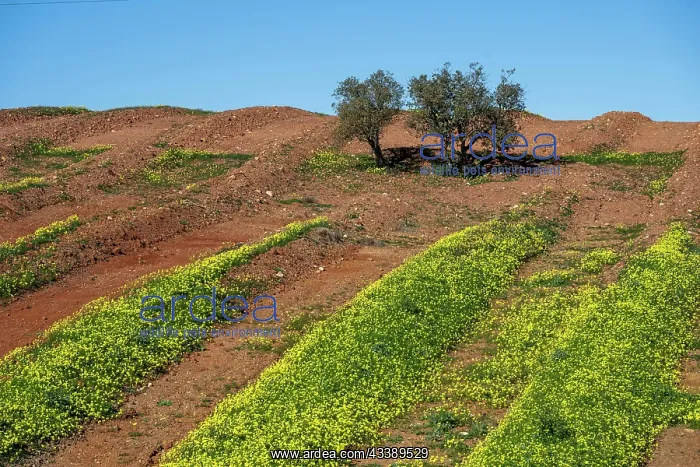 : Field with flowering wood sorrel, Algarve, Portugal : Field with flowering wood sorrel, Algarve, Portugal