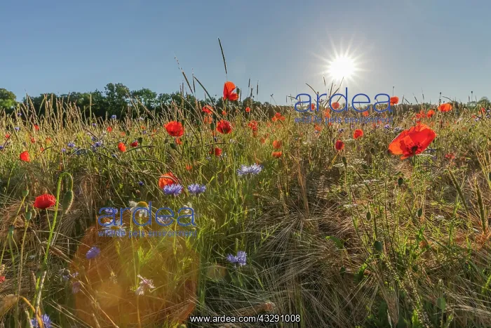 : field flowers - colourful mix of blooming field poppies and : field flowers - colourful mix of blooming field poppies and